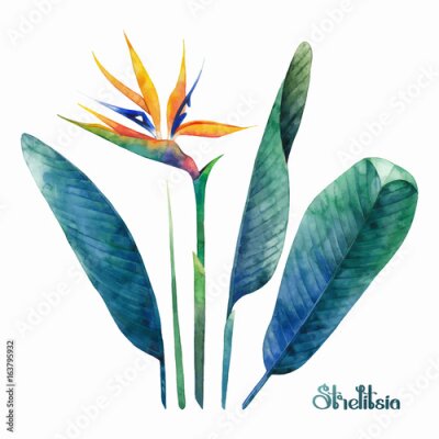 Papier peint  Collection Strelitzia Aquarelle