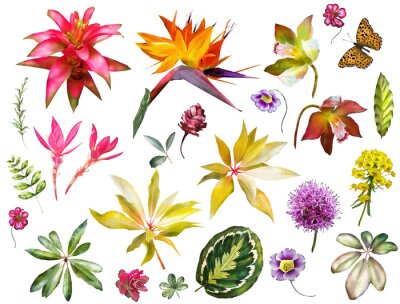 Papier peint  Collection tropicale avec des éléments végétaux - feuilles, fleurs. Illustration botanique isolée sur fond blanc. Nature aquarelle. Ensemble exotique avec Strelitzia.