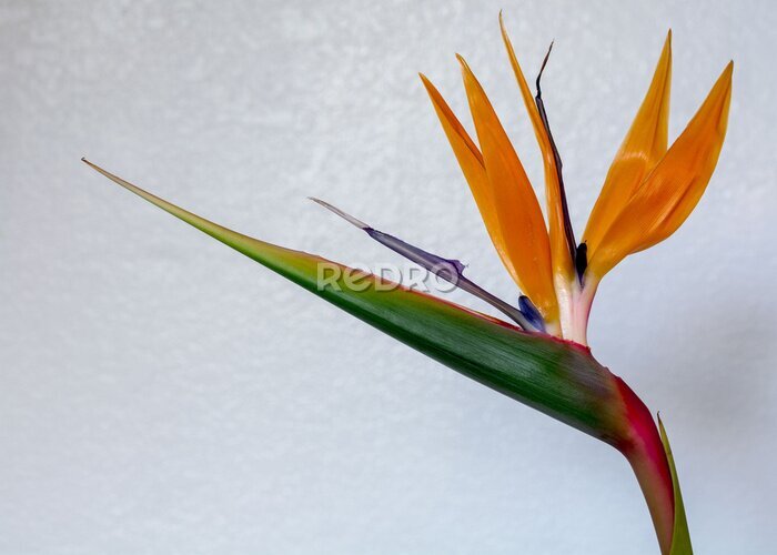 Papier peint  Colofrul Strelitzia fleur contre le mur blanc