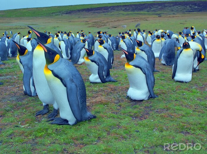Papier peint  Colonie de pingouins