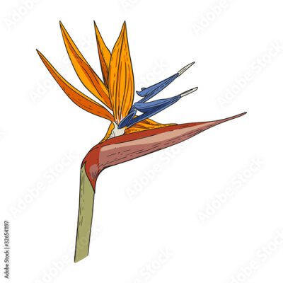 Papier peint  Color drawing of Strelitzia flower