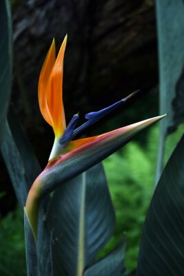 Papier peint  Color macro photography of bird of paradise flower in bloom. Strelitzia plant in detail.