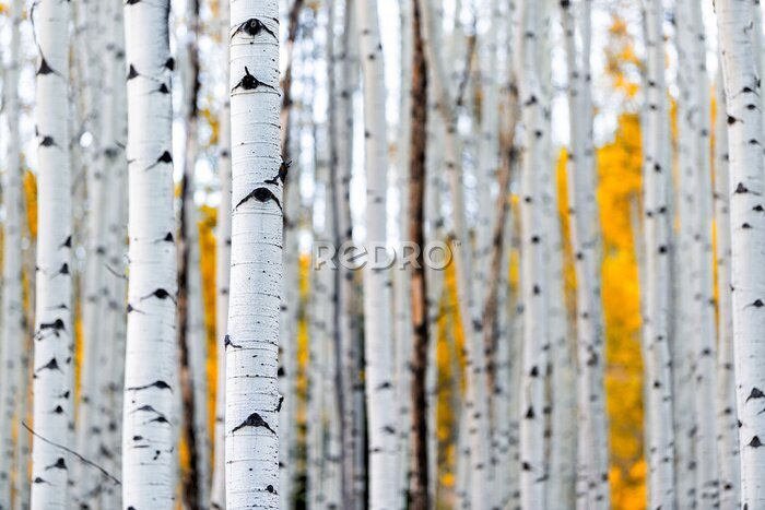 Papier peint  Colorado mountains foliage in autumn fall on Castle Creek scenic road with colorful yellow leaves on american aspen trees trunks forest in foreground