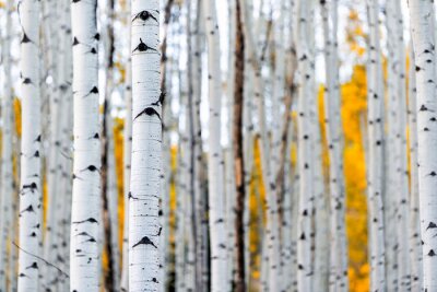 Papier peint  Colorado mountains foliage in autumn fall on Castle Creek scenic road with colorful yellow leaves on american aspen trees trunks forest in foreground
