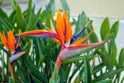 Papier peint  Coloré, fleur exotique Strelitzia