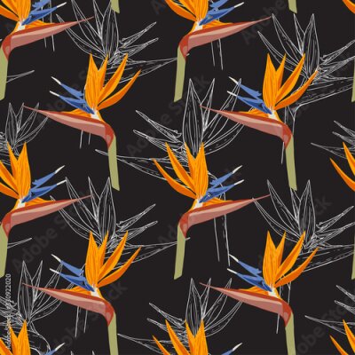 Papier peint  Colored Strelitzia flowers on a black background