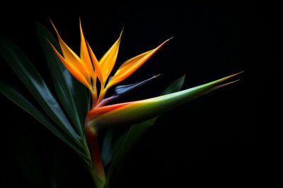 Papier peint  Colored tropic multi flower strelitzia colorful