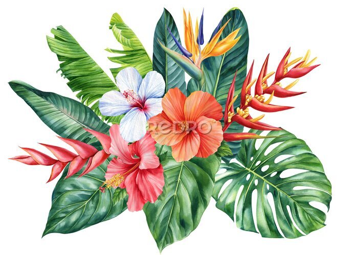 Papier peint  Colored tropical flowers, palm leaves isolated white background, watercolor botanical painting. Strelitzia flora design