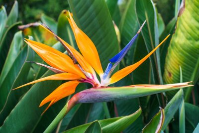 Papier peint  Colorful beautyful Strelitzia flower in shape of bird