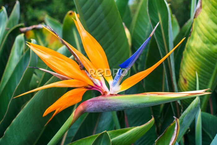 Papier peint  Colorful beautyful Strelitzia flower in shape of bird