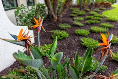 Papier peint  Colorful bird of paradise strelitzia reginae blooming orange flowers plants flowers in Naples, Florida landscaped garden during summer day