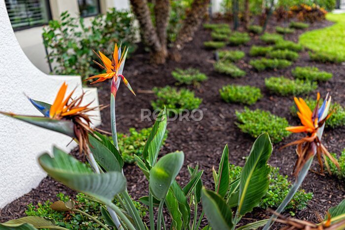 Papier peint  Colorful bird of paradise strelitzia reginae blooming orange flowers plants flowers in Naples, Florida landscaped garden during summer day