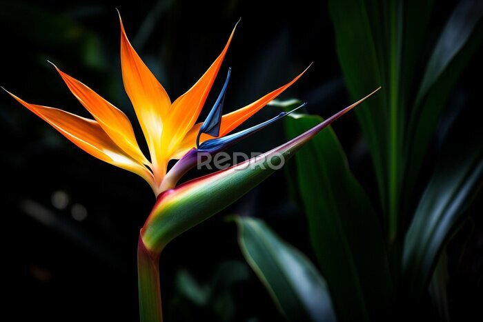 Papier peint  Colorful colored strelitzia botanical flower tropic exotic multi