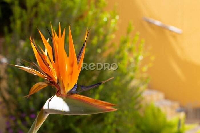 Papier peint  Colorful exotic flowers in the garden on a sunny day. Copy space