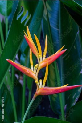 Papier peint  Colorful fleurs oranges Strelitzia tropicales