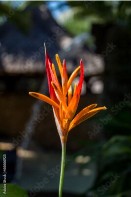 Papier peint  Colorful fleurs oranges tropicales strelitzia