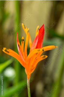 Papier peint  Colorful fleurs oranges tropicales strelitzia