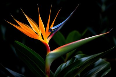 Papier peint  Colorful flora multi tropic flower botanical macro nature paradise colored plant leaf exotic strelitzia