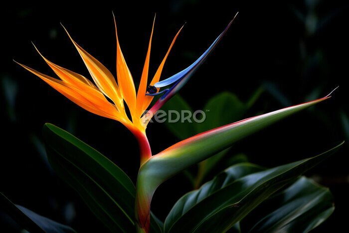 Papier peint  Colorful flora multi tropic flower botanical macro nature paradise colored plant leaf exotic strelitzia