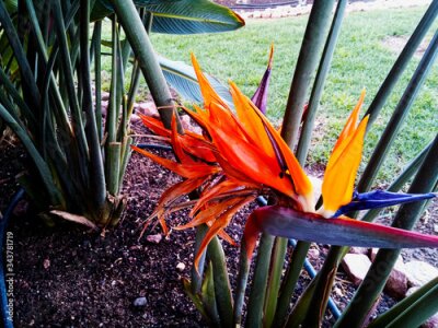 Papier peint  Colorful flower Bird of paradise (Strelitzia Reginae) blossom