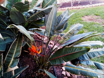 Papier peint  Colorful flower Bird of paradise (Strelitzia Reginae) blossom