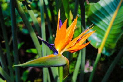 Papier peint  Colorful flower Bird of paradise Strelitzia Reginae blossom in botanic garden