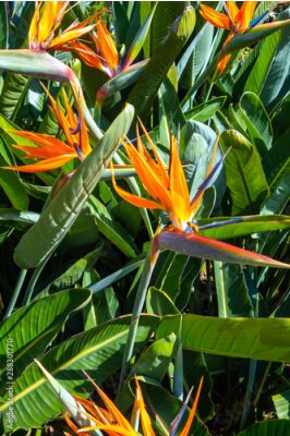 Papier peint  Colorful flower Bird of paradise (Strelitzia Reginae) blossom in botanic garden. Vietnam.