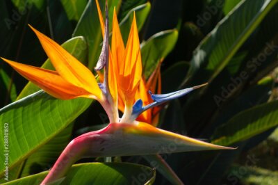 Papier peint  Colorful flower Bird of paradise (Strelitzia Reginae) blossom in botanic garden. Vietnam.