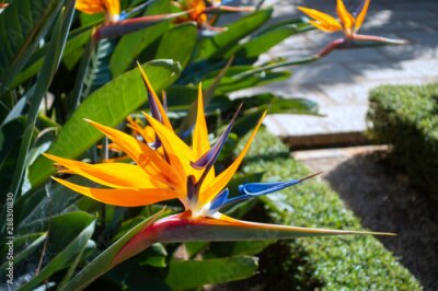 Papier peint  Colorful flower Bird of paradise (Strelitzia Reginae) blossom in botanic garden. Vietnam.