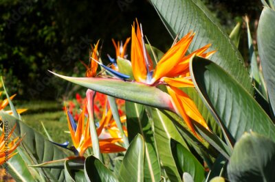 Papier peint  Colorful flower Bird of paradise (Strelitzia Reginae) blossom in botanic garden. Vietnam.