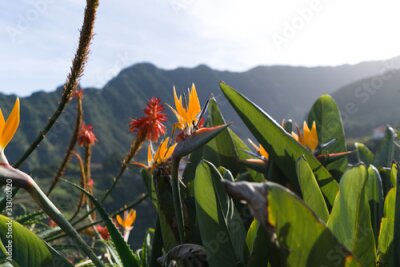 Papier peint  Colorful flower Bird of paradise (Strelitzia Reginae) in santana madeira, background picture