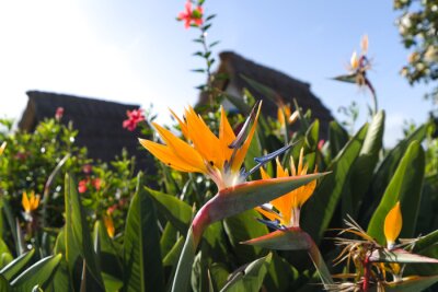 Papier peint  Colorful flower Bird of paradise (Strelitzia Reginae) in santana madeira, background picture