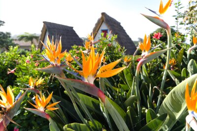 Papier peint  Colorful flower Bird of paradise (Strelitzia Reginae) in santana madeira, background picture