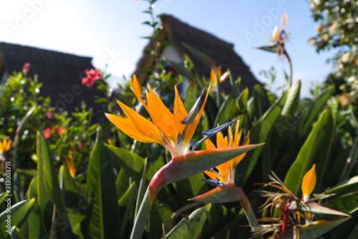 Papier peint  Colorful flower Bird of paradise (Strelitzia Reginae) in santana madeira, background picture
