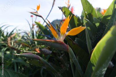 Papier peint  Colorful flower Bird of paradise (Strelitzia Reginae) in santana madeira, background picture