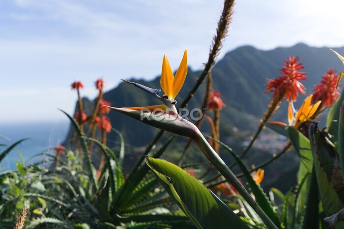 Papier peint  Colorful flower Bird of paradise (Strelitzia Reginae) in santana madeira, background picture