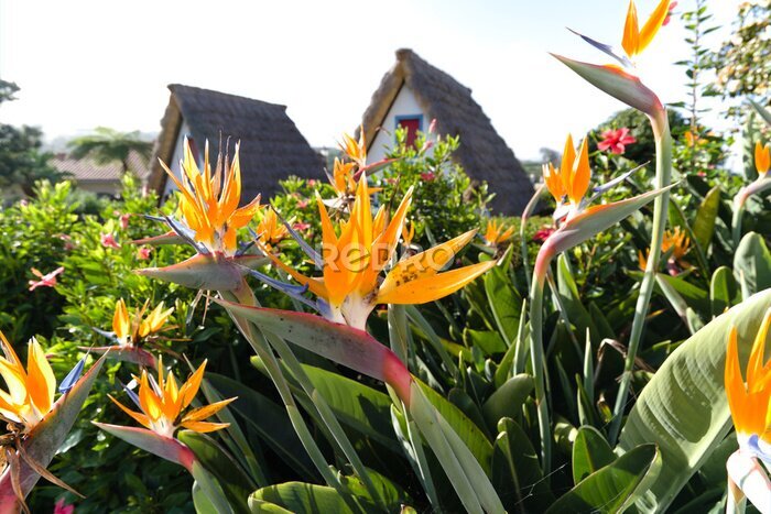 Papier peint  Colorful flower Bird of paradise (Strelitzia Reginae) in santana madeira, background picture