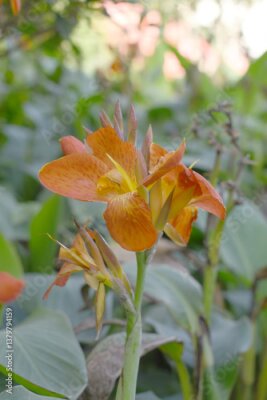 Papier peint  Colorful flower in the garden, Bird of paradise flower, Flowers of Strelitzia reginae (Bird of Paradise), 