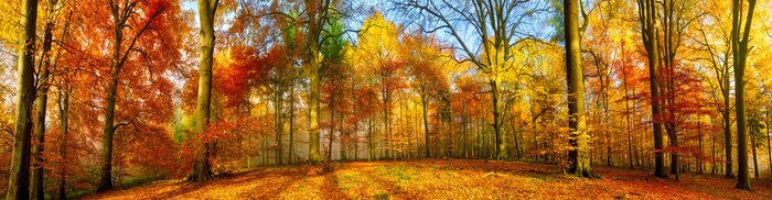 Papier peint  Colorful forest panorama in autumn