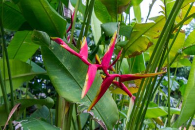Papier peint  Colorful orange hybrid tropical strelitzia flowers with large lush green leaves growing in a garden in Bali against a pebble stone wall
