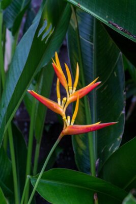 Papier peint  Colorful orange hybrid tropical strelitzia flowers with large lush green leaves growing in a garden in Bali against a pebble stone wall