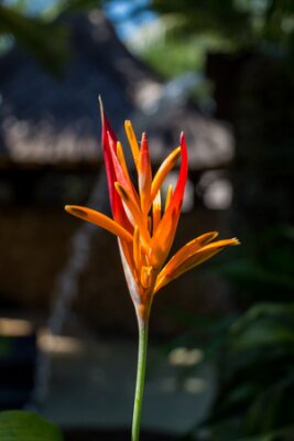 Papier peint  Colorful orange hybrid tropical strelitzia flowers with large lush green leaves growing in a garden in Bali against a pebble stone wall