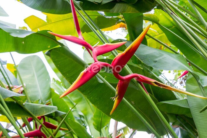 Papier peint  Colorful orange tropical strelitzia flowers