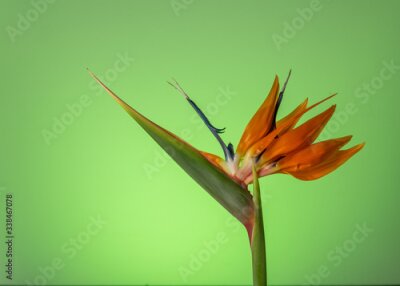 Papier peint  Colorful Strelitzia (bird-of-paradise) against green background, viwed from the side 