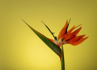 Papier peint  Colorful Strelitzia (bird-of-paradise) against yellow background, viwed from the side 