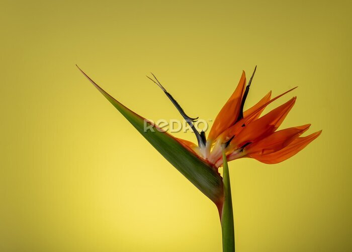 Papier peint  Colorful Strelitzia (bird-of-paradise) against yellow background, viwed from the side 
