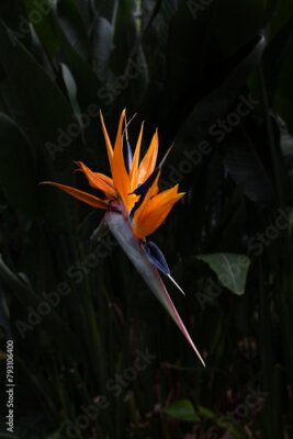 Papier peint  Colorful strelitzia flower also called crane flower or bird of paradise flower, copy space for text