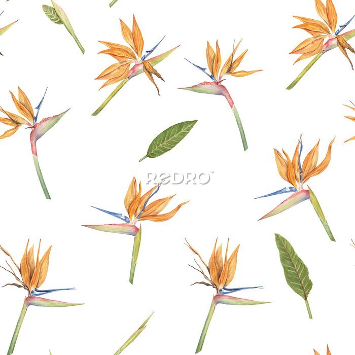 Papier peint  Colorful Strelitzia Reginae flower seamless pattern