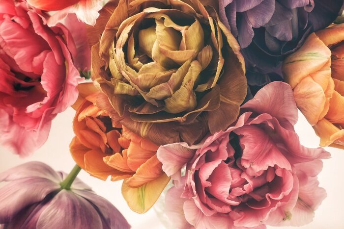 Papier peint  Colorful tulips in vintage style