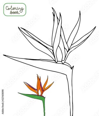 Papier peint  Coloring book strelitzia reginae tropical flowers isolated on white background. Outline vector illustration. crane flowers,bird of paradise